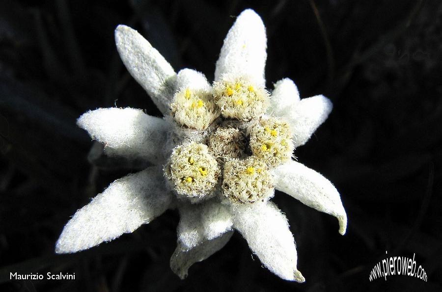 25 Cima di Menna.  Edelweiss.JPG